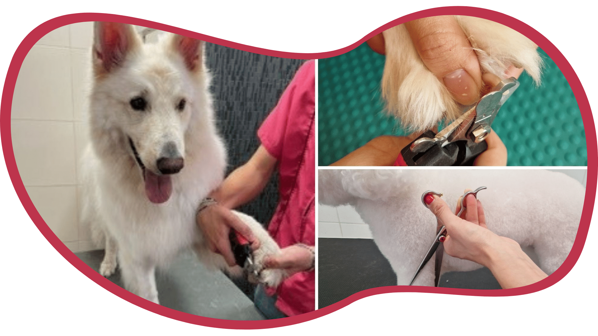 Toilettage canin - école de formation à Angers (49)